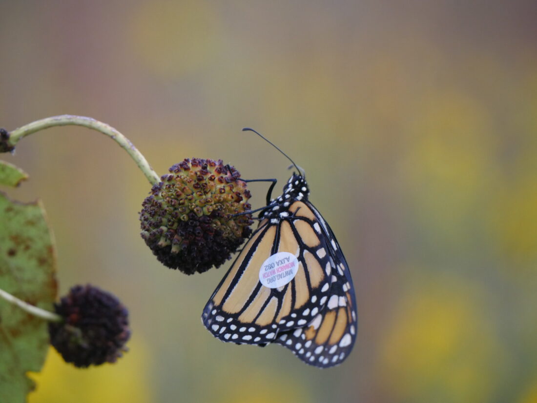 Butterfly tagging, Theatre Lawrence season opener, La Yarda art unveiling, threshing bee and more events
